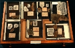 Cassetto a Trilobiti del Cambriano della Sardegna  Collezione Meneghini G. e Rasetti F.