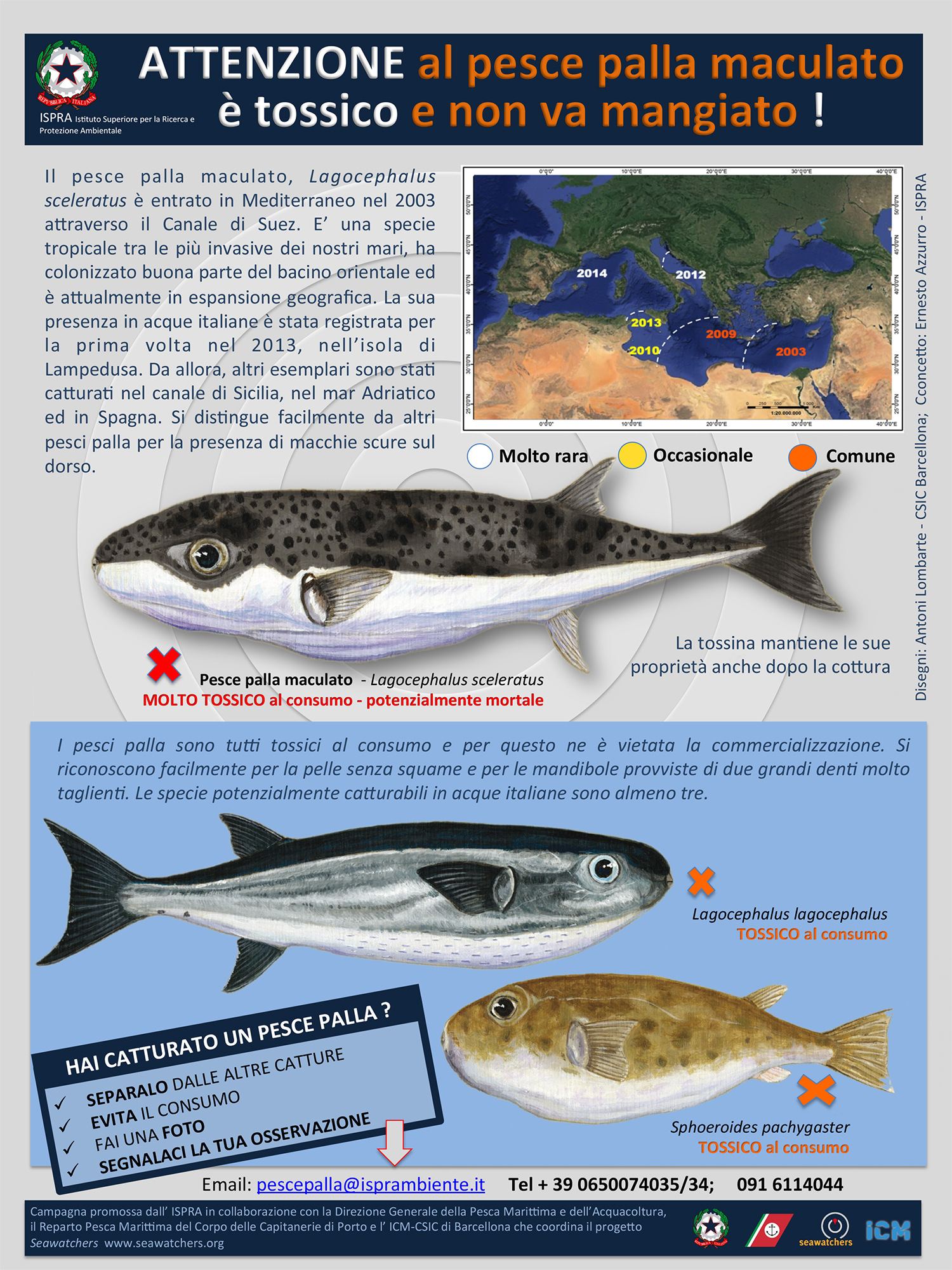 New Capture Of Puffer Fish "Lagocephalus Sceleratus : The Toxic Species ...