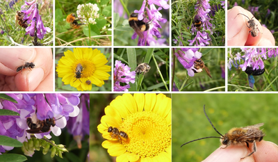 Training day for the monitoring and protection of pollinators