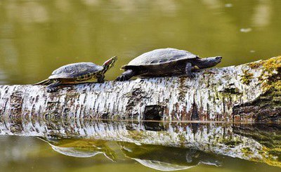 National Plan for the management of the pond slider