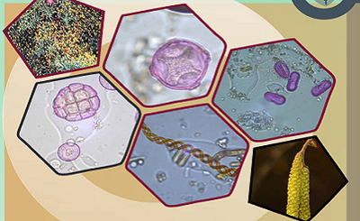 Pollen and climate change: scenarios and prespectives