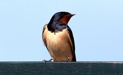 Biodiversity in movement