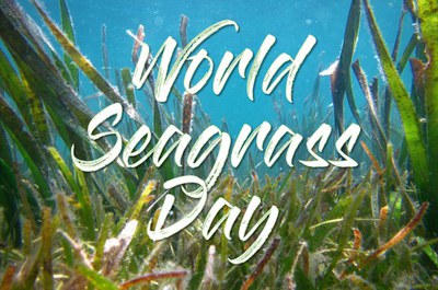 World Seagrass Day