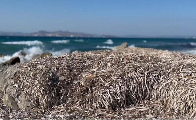 Documentary "The Roots of the Sea". Innovation and good practices to protect the marine ecosystem