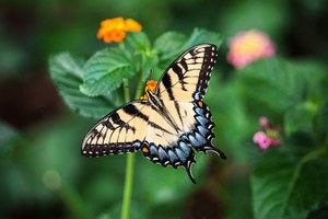 Citizen science school:  building a WebApp for monitoring the species on the territory