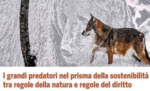 The big predators between the rules of nature and law