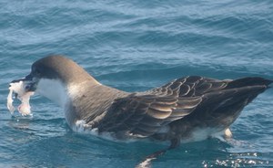 Published on Nature Communications a global a study on the assessment of marine plastic exposure risk for oceanic birds