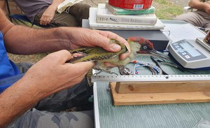 Bird ringing for scientific purposes: the first ISPRA course for aspiring ringers is underway