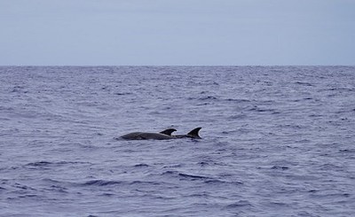 LIFE Conceptu Maris: the balance of the summer of sightings