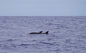 The Life CONCEPTU MARIS concludes  the first phase of transferring of the multidisciplinary protocol for the monitoring of cetaceans