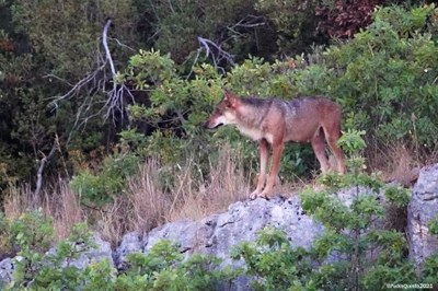 The traces in the woods tell the story of the life of its inhabitants. From tracks to knowledge: wolf monitoring in Italy