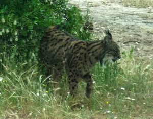 For the first time a lynx photographed in the Apennines