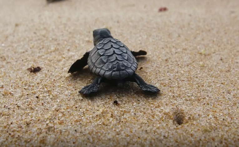 16 June, World sea turtle day — English