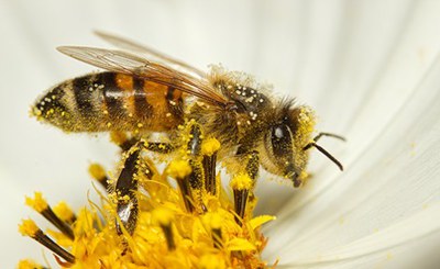 Bees, pollinators, pollen and biodiversity