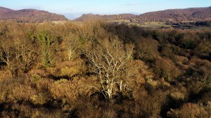 Discovering the ancient oaks of Cerquone. The species registered in the List of monumental trees of Italy