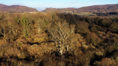 Discovering the ancient oaks of Cerquone. The species registered in the List of monumental trees of Italy