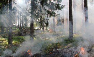 Forest fires in 2023: areas affected by fires decreasing in the north and centre, increasing in the southern regions and islands