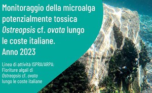 Monitoring potentially toxic Ostreopsis cf. ovata along the italian coasts. Year 2023