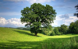 National Tree Day