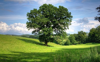 National Tree Day