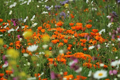 Nature restoration law and European, national and regional strategies for biodiversity conservation