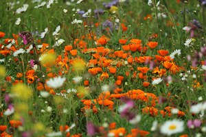 Nature restoration law and European, national and regional strategies for biodiversity conservation