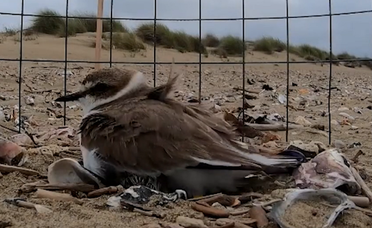 Nesting Of The Kentish Plover — English