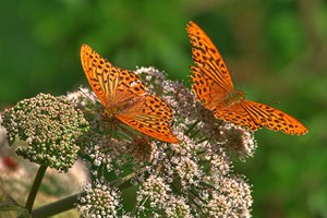 Peace with Nature: Research, Organizations and Institutions together