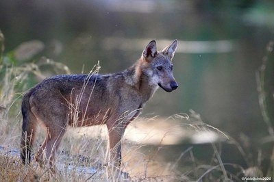 The wolf in Italy: latest news. From the risk of extinction to new conflicts