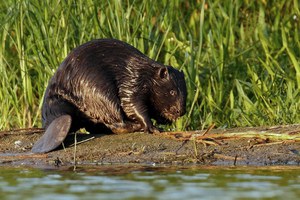 Castoro europeo Foto Klaudiusz Muchowski