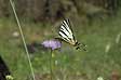 farfalla iphiclides podalirius p.jpg