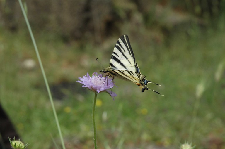 farfalla iphiclides podalirius.jpg