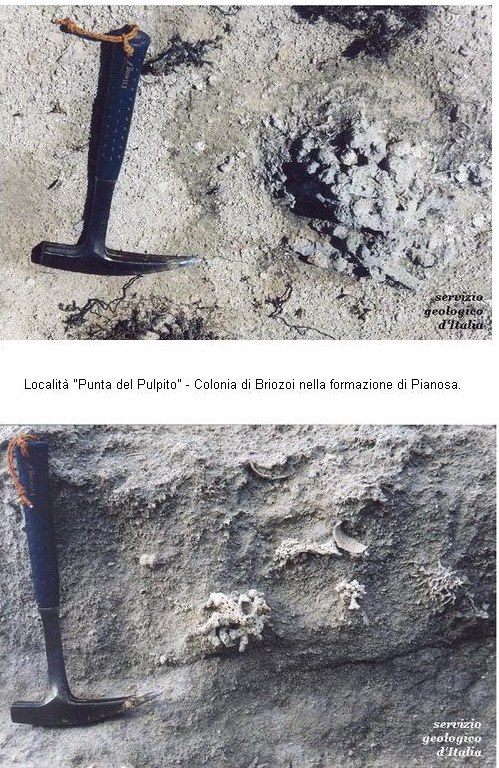 pianosa briozoi.jpg