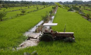 Pubblicato il Rapporto "La sperimentazione dell'efficacia delle Misure del Piano d'Azione Nazionale per l'uso sostenibile dei prodotti fitosanitari (PAN) per la tutela della biodiversità"