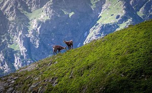 Caldo, incendi, specie aliene: quali effetti sulla fauna selvatica?