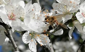 La flora e la fauna della tenuta di Tor Marancia