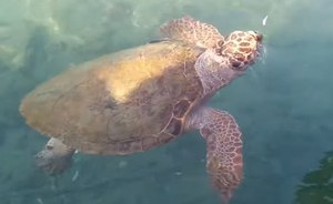 Documentario "Pescatori di reti"