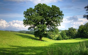 Giornata Nazionale degli Alberi