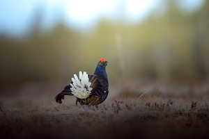 Gallo forcello - Foto D. Komov