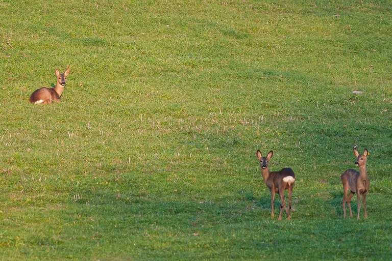 Capriolo italico (Capreolus capreolus italicus) Foto di A. Calabrese