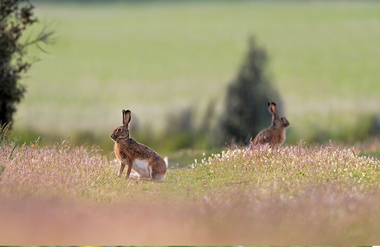 Incontri selvatici: lepre italica (Lepus corsicanus) Foto di A. Calabrese