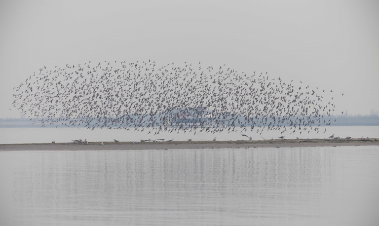 Volo di piovanelli pancianera (Calidris alpina), Punta sabbioni (VE) Foto A.Luchetta ISPRA