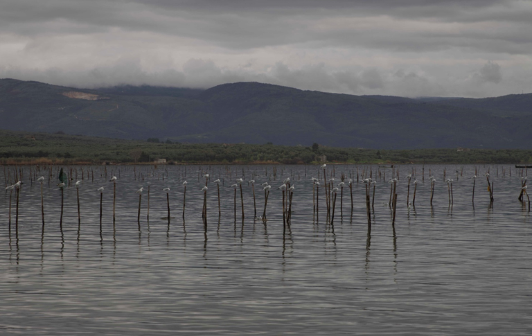 Dormitorio serale di gabbiani comuni e corallini (Larus ridibundus e Larus melanocephalus), Lago di Varano (FG) Foto A.Luchetta ISPRA