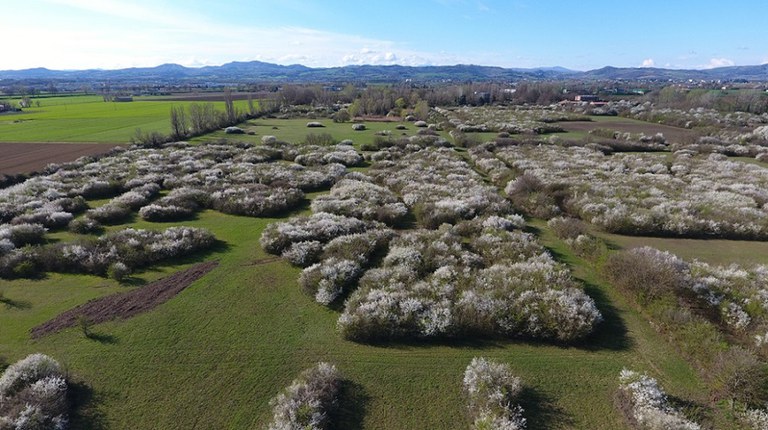 La vegetazione naturale in circa 40 anni di gestione ha ricolonizzato l’ex fondo agricolo dove è localizzata la sede ISPRA di Ozzano dell’Emilia (BO). Foto Matteo Mioli