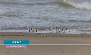 Al via per il 35° anno consecutivo il censimento internazionale degli uccelli acquatici