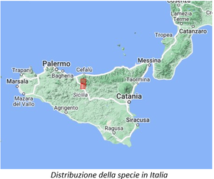 Distribuzione della specie in Italia reporting direttiva habitat 