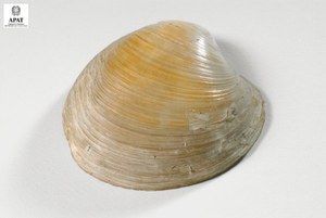 Arctica islandica (Bivalve)