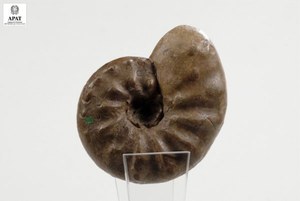 Ceratites  nodosus (Ammonite)