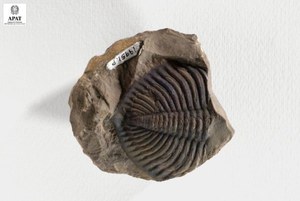 Dolerolenus zoppii (Trilobite)