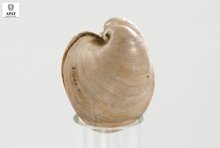 Glossus sp. (Bivalve)